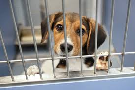 Dog Shelter Costs Alarm Communities and Animal Welfare Advocates