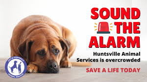 Dog Shelter Costs