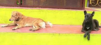 India Dog Rights Clash