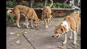 Stray Dog Protest Ignites Fierce Public Debate