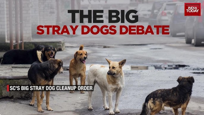 Stray Dog Protest