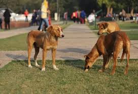 Stray Dogs Removed Amid Public Safety Concerns