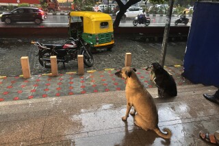 Stray Dogs Removed