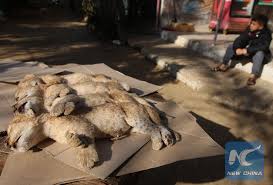 Zoo Cubs Die
